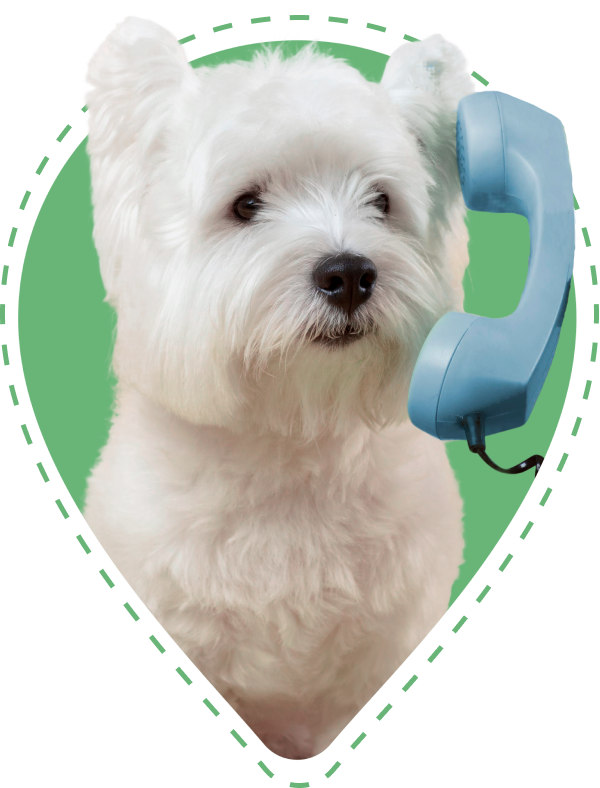 A photoshopped image of a Westie with a blue telephone to its ear